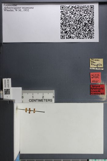 Media type: image;   Entomology 22781